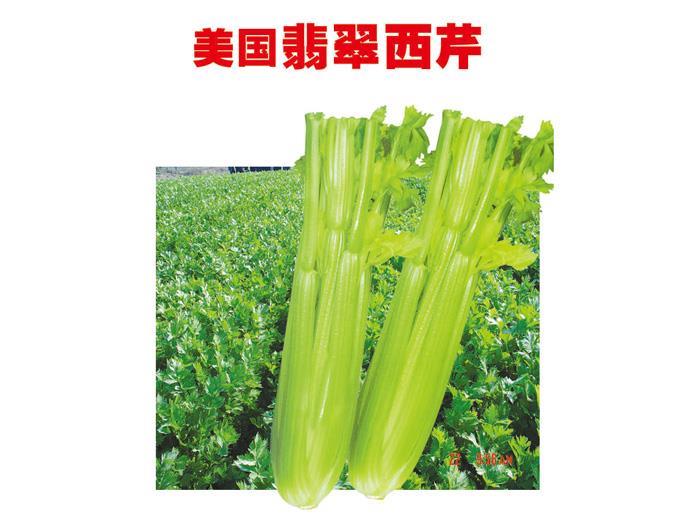 芹菜种子——翡翠西芹