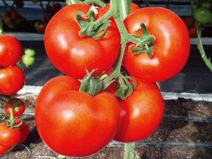 西红柿种子-尤尼德凯利