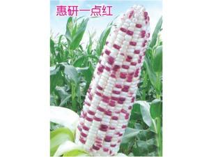 玉米种子-惠妍一点红